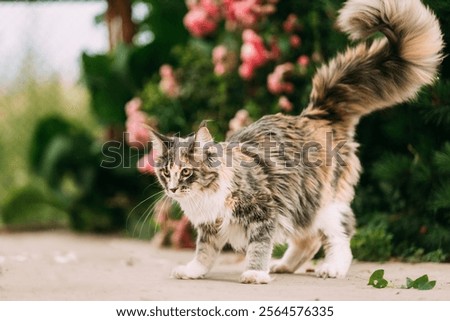 Similar – Foto Bild Maine Coon Katze wird nass und schüttelt ihren Kopf