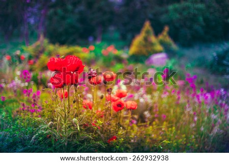 Flowerbed With Red Poppy Flowers, Small Green Trees And Cuted Bushes In Garden. Beautiful Summer Park. Landscaping. Garden Design. Toned Instant Filtered Photo Image