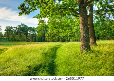 Summer Sunny Forest Trees, Green Grass, Lane, Path, Pathway. Nature Wood Sunlight Background. Instant Toned Image