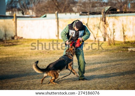 GOMEL, BELARUS - NOVEMBER, 22, 2014: German shepherd dog training in Gomel Regional sports club and decorative dog-breeding. Bitting dog.