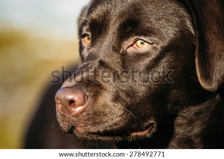Close-up of Beautiful Brown Dog Head, Snout Of Lab Labrador Retriever Staying Outdoor In Spring