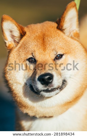 Close Up Head Snout Of Beautiful Young Red Shiba Inu Puppy Dog Staying Outdoor