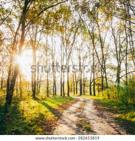 Path Road Way Pathway With Trees On Sunny Day In Autumn Yellow Forest. Sunbeams Pour Through Trees In Summer Autumn Forest