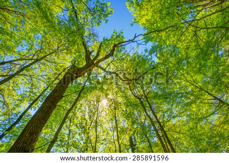 Spring Sun Shining Through Canopy Of Tall Trees. Upper Branches Of Tree. Sunlight Through Green Tree Crown - Low Angle View.