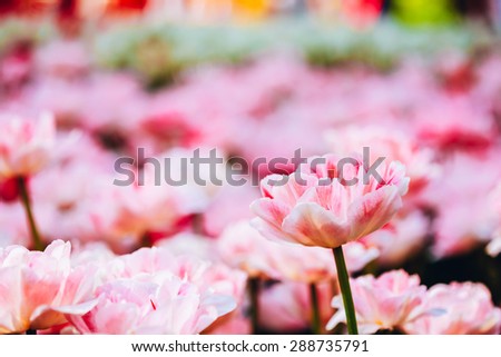 White And Pink Flowers Tulips In Spring Garden Flower Bed