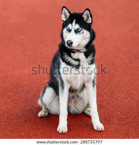 Young Husky Puppy Dog Sitting In Red Floor Tennis Court Outdoor