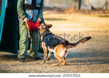 German shepherd dog training in Gomel Regional sports club and decorative dog-breeding. Bitting dog.