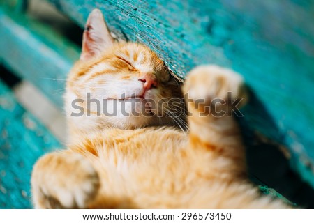 Red kitten cat sleeps on a bench in park in hot summer day