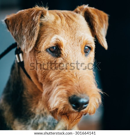 Beautiful Brown Airedale Terriers Dog Close Up Portrait.