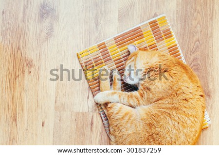 Peaceful Orange Red Tabby Cat Male Kitten Curled Up Sleeping In His Bed On Laminate Floor. Top View
