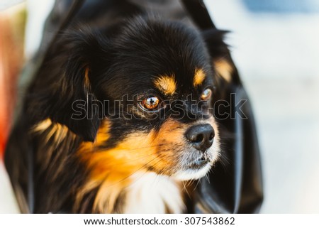 Mixed Breed Small Size Black And Brown Colors Dog Close Up Portrait