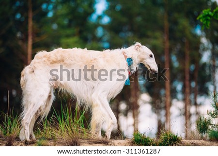 White Russian Wolfhound Dog, Borzoi, Hunting dog, Sighthound in Spring Summer Forest. These dogs specialize in pursuing prey, keeping it in sight, and overpowering it by their great speed and agility