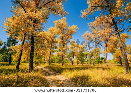 Path Road Way Pathway On Sunny Day In Autumn Sunny Forest Trees. Nature Wood Sunlight Background
