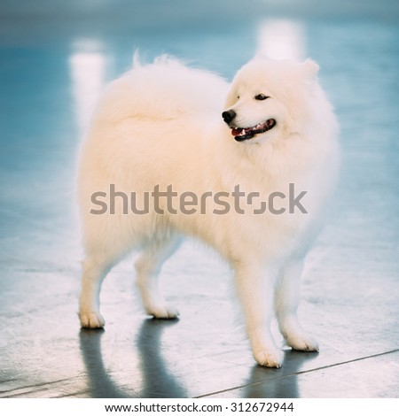 Happy White Samoyed Dog Puppy Whelp Standing on Floor.