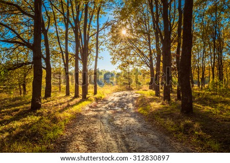 Countryside Path Road Way Pathway Through Sunny Autumn Forest Trees Woods.