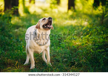 White Labrador Retriever Dog Barking Outdoor In Green Grass, Forest Park Background