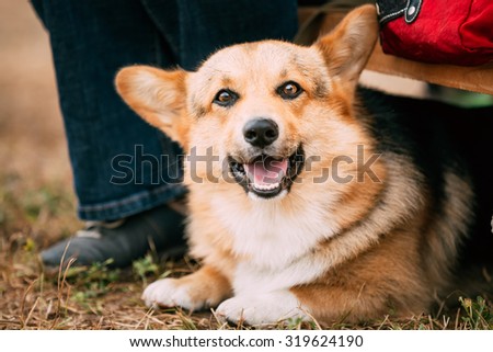 Close up portrait of young Happy Welsh Corgi dog in dry grass outdoor. The Welsh corgi is a small type of herding dog that originated in Wales