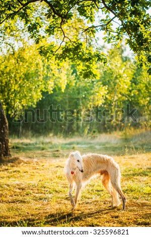 White Russian Dog, Borzoi, Hunting dog in Summer Sunset Sunrise Forest.