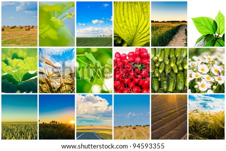 Agricultural set. Agriculture or harvest collage / Harvest concepts. Cereal collage
