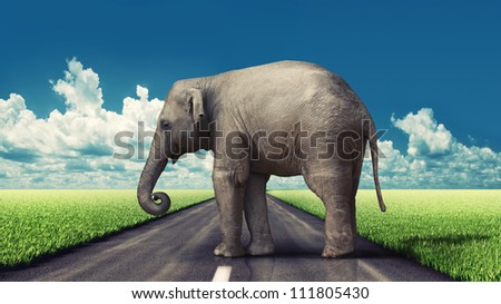 elephant on the road concept (photo and hand-drawing elements combined).