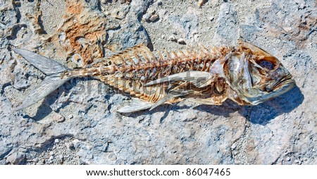 A Fish Skeleton Carcass Laying On A Beach Stone Stock Photo 86047465 ...