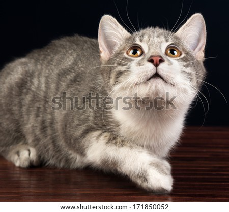 Young Silver Tabby Kitten Cat Looking Up