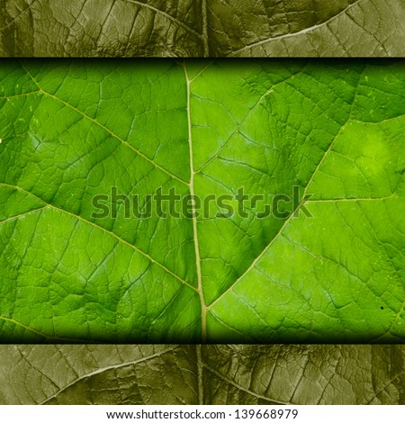 leaf green tree macro texture background wallpaper nature