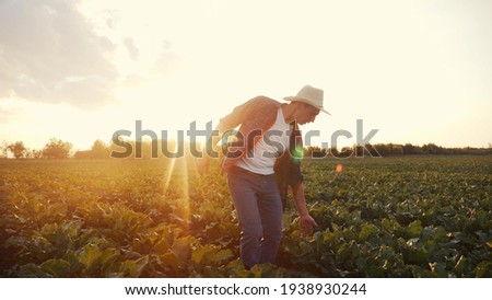 agriculture. Farmer man in a walk on a green field of a field of healthy food. business agriculture concept farmer walk home after harvesting at sunset. farmer walk agriculture concept natural food