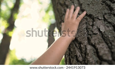 Similar – Foto Bild Mammutbaum (Sequoia) Natur