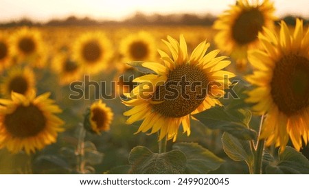 Similar – Foto Bild Sonnenblumen Feld