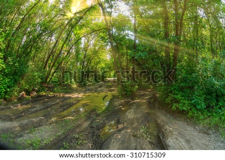 road Russia forest dirt and puddles in the woods, off-road green trees nature background landscape  sunlight