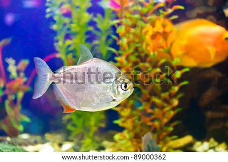 one colored fish in the ocean blue water on a background
