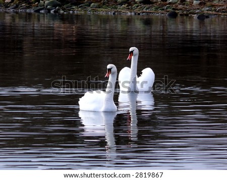 portrait of beautiful swans (Cygnus olor) swim in calm water