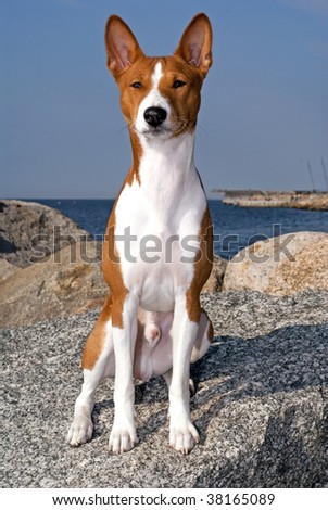 portrait of Basenji dog isolated on white background