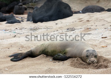 A monk seal rests and digests ocean bounty on a beach in Kauai, Hawaii.