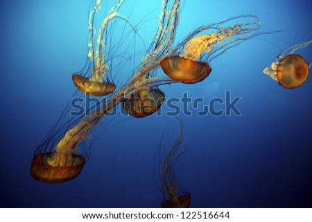 Jellyfish glow in deep blue water.