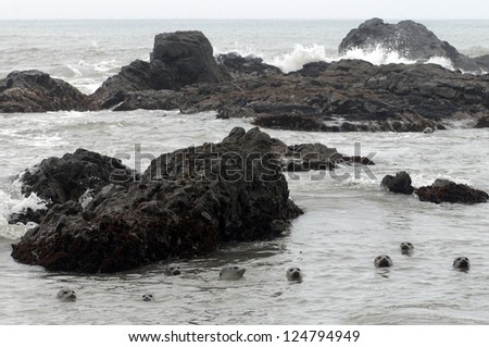 Harbor seals matriculate on the isolated sands of Northern California\'s Lost Coast.