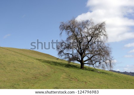 A live oak tree defines the horizon in the rolling green hills above the Pacific Ocean on California's central coast.