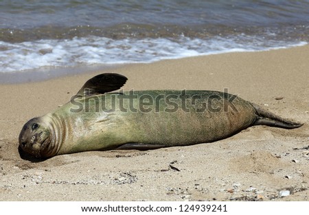 A monk seal takes a rest on the shores of Kauai, an island in Hawaii.