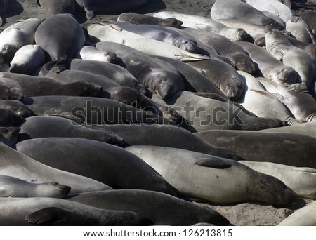 Elephant seals on a beach near San Simeon, California in mating season.