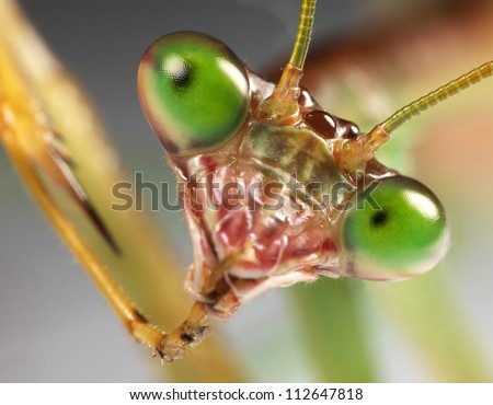 praying mantis staring back with leg in mouth. In the act of grooming