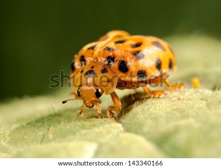 lady beetle on a leaf