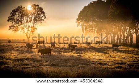 a herd of cattle in pasture, standing in early morning fog Foto d'archivio © 