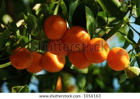 Calamondin Citrus Oranges,  (X Citrofortunella mitis), native to China.