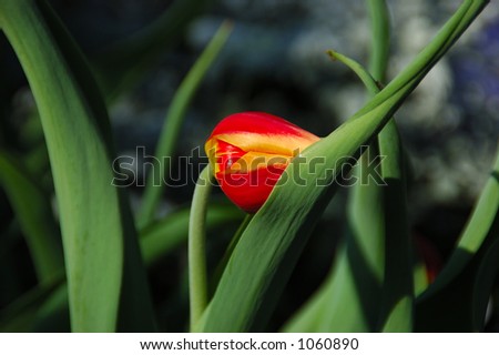 A shy tulip (Tulipa Kees Nelis) hides its head in the leaf as if embarrassed to be the only tulip in the hyacinth garden.