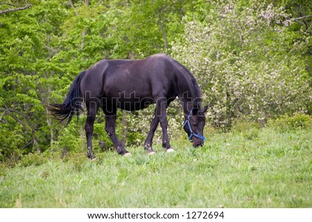 A beautiful horse feeding in the pasture in spring.