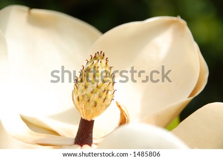 Macro image of a magnolia grandiflora (magnolioideae) tree flower. Also known as a bull bay.  The Magnolia is the official state flower of both Mississippi and Louisiana.