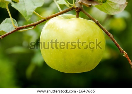 Yellow Apple Tree in Summer with a huge apple on a branch.