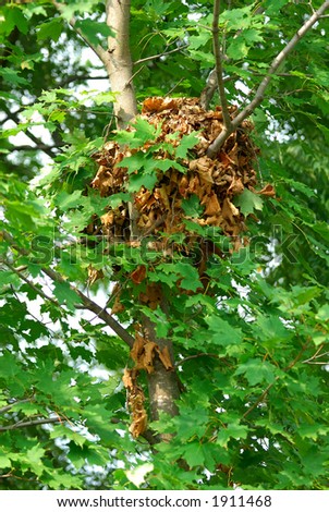 Squirrel Nest in the Treetops - A squirrel\'s nest that is up in the top third of a tree is called a drey. They are typically made out of small twigs, leaves and other leaf-like materials.