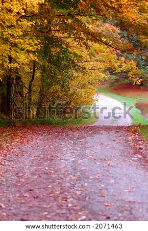 Country Lane - A country road dips and winds it way around the golden leafed trees in autumn.